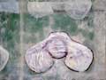 2005 Foundling Oil Paper 24x16”